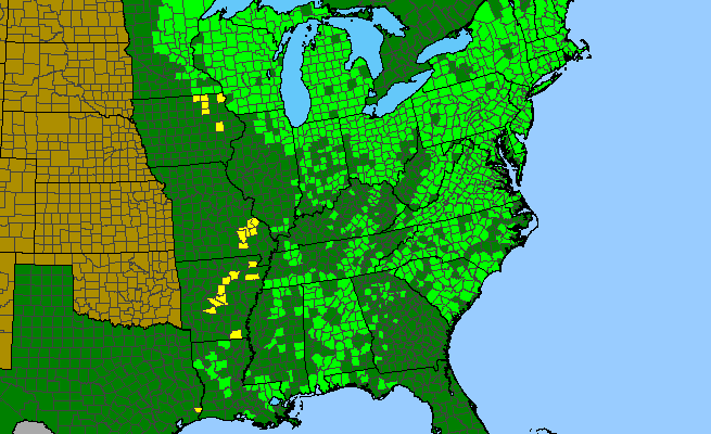 The range of Ilex verticillata